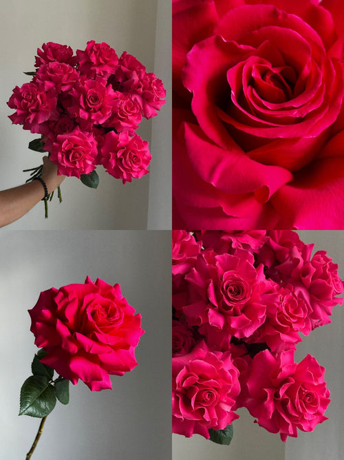 French Rose