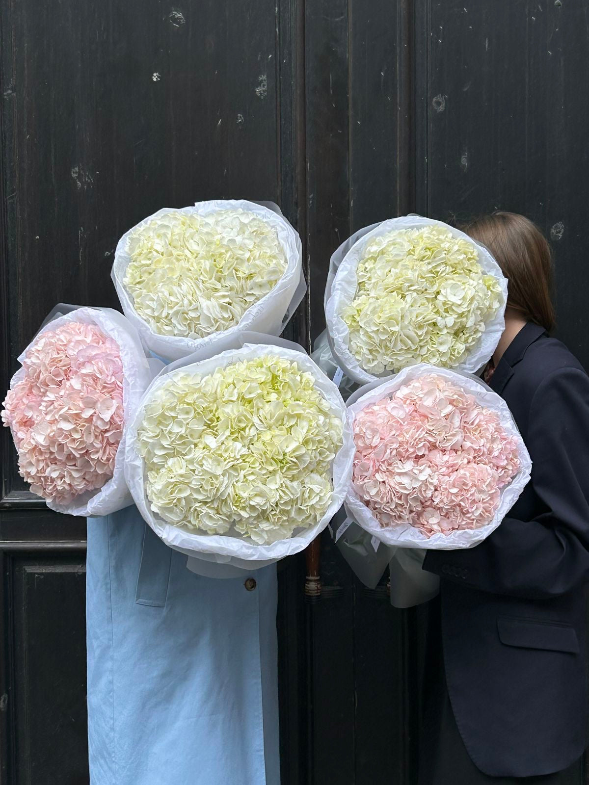 hydrangea