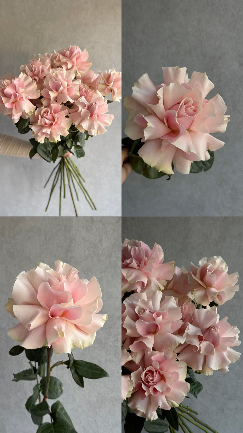 French Rose